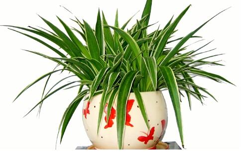意識(shí)的培養(yǎng)
